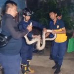 Geger, Warga Kadipaten Temukan Ular Sanca Kembang 3 Meter Beserta Kandangnya
