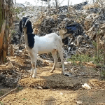 Diduga Akibat Minum Air Tercemar Lindi TPA Heuleut, Empat Kambing Milik Warga di Majalengka Mati, JurnalSuma
