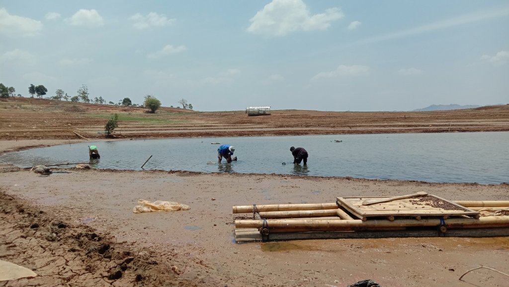 Warga Manfaatkan Lahan Pesisir Waduk Jatigede yang Surut untuk Bercocok Tanam dan Mencari Keong Sawah, JurnalSuma