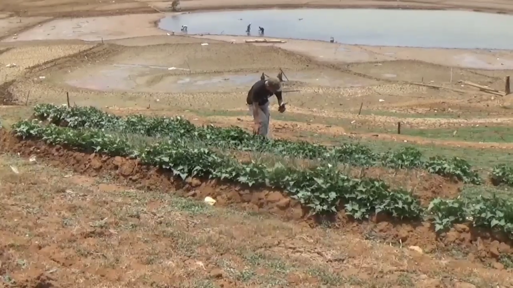 Warga Manfaatkan Lahan Pesisir Waduk Jatigede yang Surut untuk Bercocok Tanam dan Mencari Keong Sawah, JurnalSuma