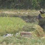 Kemarau Panjang, Puluhan Hektare Lahan Persawahan di Sumedang Terancam Gagal Panen, JurnalSuma