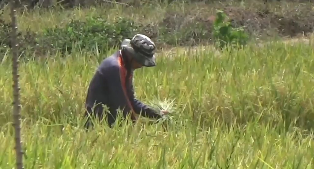 Kemarau Panjang, Puluhan Hektare Lahan Persawahan di Sumedang Terancam Gagal Panen, JurnalSuma