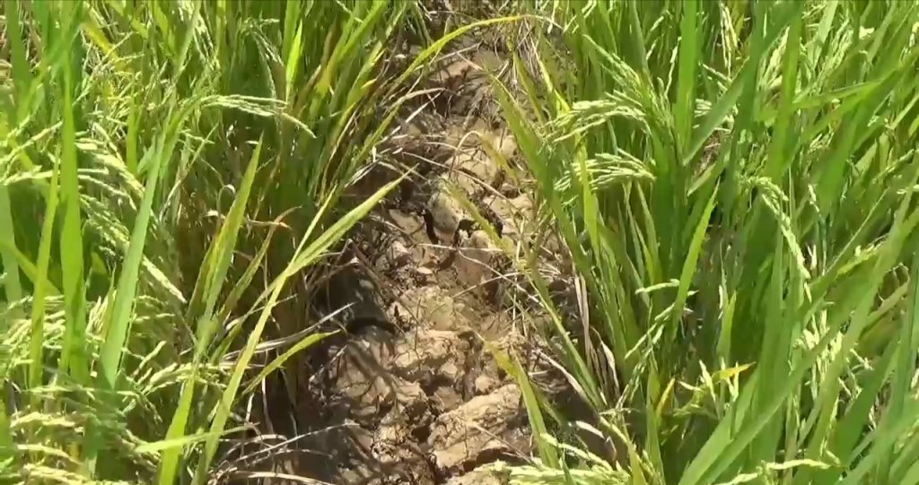 Kemarau Panjang, Puluhan Hektare Lahan Persawahan di Sumedang Terancam Gagal Panen, JurnalSuma
