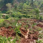 Irigasi Longsor, Ratusan Bata Sawah Siap Panen Tertimbun, JurnalSuma
