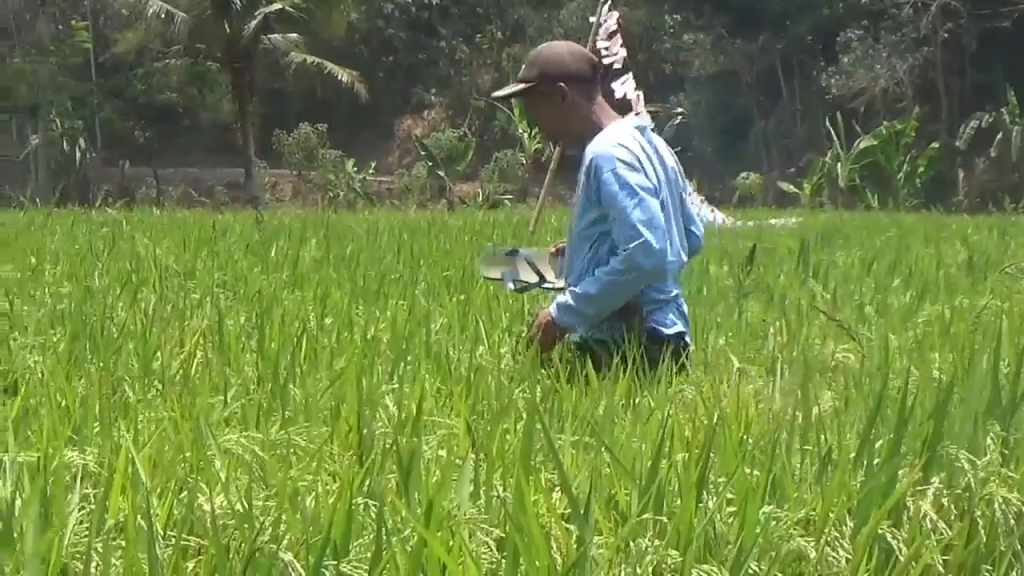 Kemarau Panjang, Puluhan Hektare Lahan Persawahan di Sumedang Terancam Gagal Panen, JurnalSuma