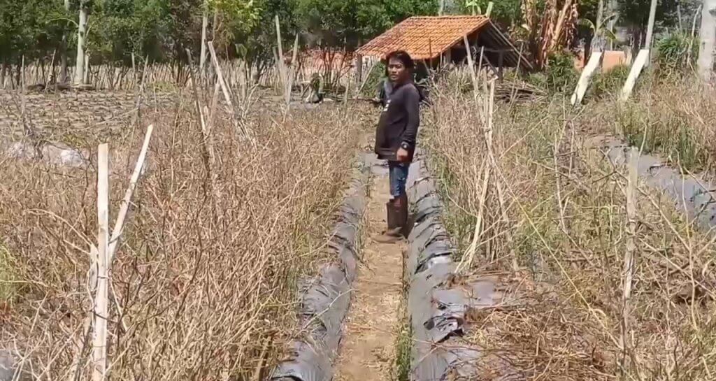 Harga Sedang Tinggi, Petani Cabai di Sumedang Malah Gagal Panen dan Merugi, JurnalSuma