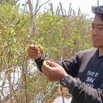 Harga Sedang Tinggi, Petani Cabai di Sumedang Malah Gagal Panen dan Merugi, JurnalSuma