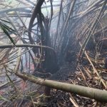 Tiga Hektare Lahan Kebun Bambu di Pasangrahan Baru Terbakar, Jurnal Suma