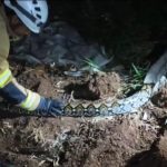 Ngeri! Ular Sanca 4 Meter yang Sembunyi di Pinggir Rumah Berhasil Dievakuasi Petugas Damkar, Jurnal Suma
