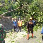 BPBD Kabupaten Sumedang melakukan pemangkasan pohon di sepanjang Jalan Cadas Pangeran, Rabu (13/12/2023).