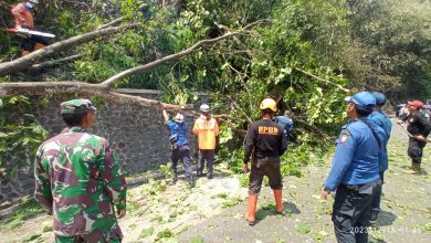 BPBD Kabupaten Sumedang melakukan pemangkasan pohon di sepanjang Jalan Cadas Pangeran, Rabu (13/12/2023).