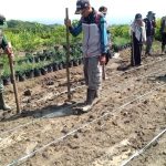 Implementasikan Program Starbak, Pos Ramil Paseh Tanam Jagung Hibryda, Jurnal Suma