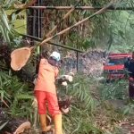 Pohon Besar di Jalur Cadas Pangeran Tumbang Menimpa Tiga Kendaraan, Jurnal Suma