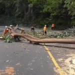 Diduga Lapuk, Sebuah Pohon di Cadas Pangeran Tumbang, Jurnal Suma