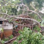 Pohon Tumbang Timpa Rumah Warga di Cisitu Sumedang, Jurnal Suma