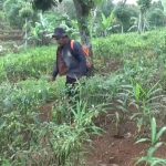Harga Sedang Mahal, Petani Cabai di Sumedang Malah Merugi, Jurnal Suma