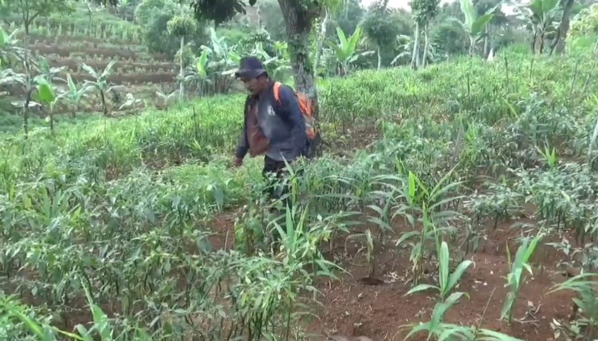 Harga Sedang Mahal, Petani Cabai di Sumedang Malah Merugi, Jurnal Suma