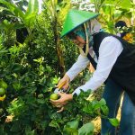 Miliki Kebun Lemon, SMAN 1 Conggeang Punya 3 Produk Unggulan Ini