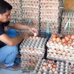 Harga Telur Ayam di Sumedang Merangkak Naik, Ini Biang Keroknya