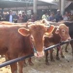 Jelang Iduladha, Penjualan Hewan Kurban di Pasar Tanjungsari Meningkat