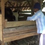 Kampung Sapi di Dusun Batugara, Banjir Pesanan Hewan Kurban Jelang Idul Adha