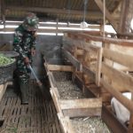 Kisah Inspiratif Serda Juhana Babinsa Rancakalong Sumedang Sukses Ternak Domba