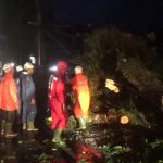 Pohon Berukuran Besar Tumbang, Tutup Sebagian Badan Jalan Prabu Geusan Ulun Sumedang