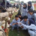 Kontes Domba Unggul di Kabupaten Bogor: Dorong Ketahanan Pangan dan Budaya Lokal