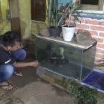 Sehari, Warga Marasa Temukan 3 Ekor Ular Cobra dan King Koros Masuk Pemukiman