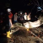 Pohon Tumbang Menutup Jalur Alternatif Sumedang-Subang, Arus Lalin Lumpuh Total