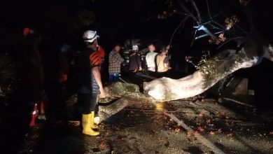 Pohon Tumbang Menutup Jalur Alternatif Sumedang-Subang, Arus Lalin Lumpuh Total
