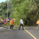 Pohon Aren di Cadas Pangeran Tumbang Timpa Rumpun Bambu, Arus Lalin Sempat Macet