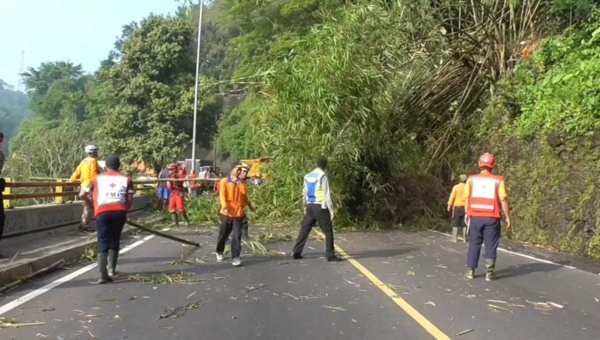 Pohon Aren di Cadas Pangeran Tumbang Timpa Rumpun Bambu, Arus Lalin Sempat Macet