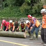 Pemotor Tertimpa Pohon, Perhutani Intensifkan Penyisiran Pohon Rawan Tumbang di Jalur Cadas Pangeran