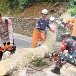 Pohon Rawan Tumbang di Jalur Cadas Pangeran Ditebang