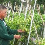 Cuaca Ekstrem Rusak Tanaman Cabai di Desa Sukawangi, Petani Gagal Panen