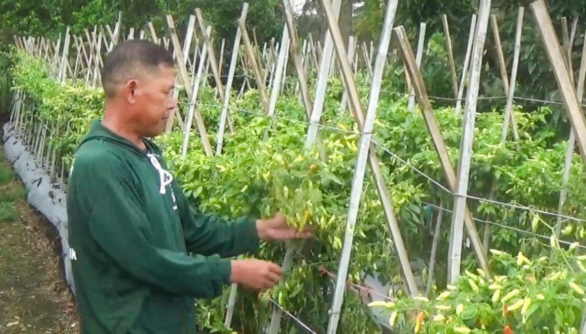 Cuaca Ekstrem Rusak Tanaman Cabai di Desa Sukawangi, Petani Gagal Panen
