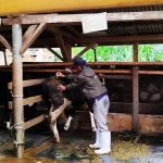 Penyakit Mulut dan Kuku Meluas di Jawa Barat, 1.895 Ekor Sapi Tertular, 92 Mati