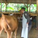 PMK Menyebar di Sumedang, 781 Ekor Sapi Terindikasi Terinfeksi
