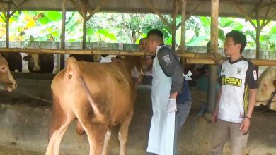 PMK Menyebar di Sumedang, 781 Ekor Sapi Terindikasi Terinfeksi