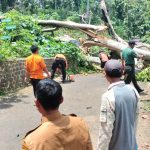 Pohon Beringin di Cimalaka Tumbang, Tutup Akses Jalan Dua Desa