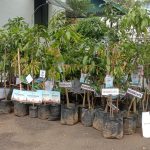 Ratusan Bibit Pohon Produktif Gantikan Karangan Bunga di Pelantikan Bupati Sumedang