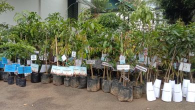 Ratusan Bibit Pohon Produktif Gantikan Karangan Bunga di Pelantikan Bupati Sumedang
