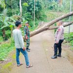 Cuaca Ekstrem, Sebabkan Pohon Tumbang Tutup Jalur Alternatif Desa Mekarjaya