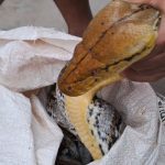 Heboh! Warga Jatigede Tangkap Ular Piton 4 Meter Usai Mangsa Ayam Ternak