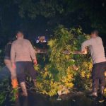 Hujan Deras Sebabkan Pohon Tumbang di Paseh, Akses Jalan Bandung-Cirebon Terganggu