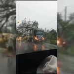 Pohon Tumbang Timpa Truk Kontainer di Tomo Sumedang, Lalulintas Tersendat
