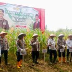 Panen Raya Jagung Serentak di Sumedang, Dukungan Polda Jabar untuk Ketahanan Pangan