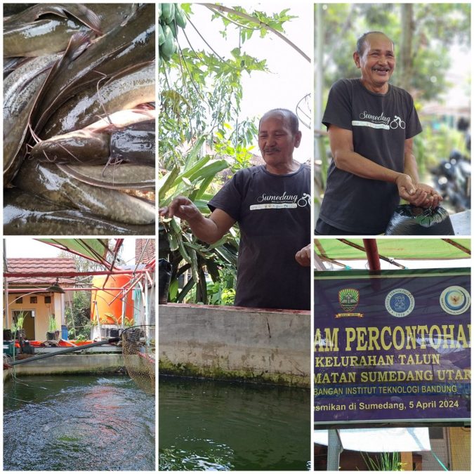 Inovasi Budidaya Lele di Talun Sumedang, Solusi Gizi Seimbang untuk Cegah Stunting