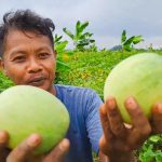 Petani Timun Suri di Sumedang Panen Melimpah, Keuntungan Berlipat di Bulan Ramadan